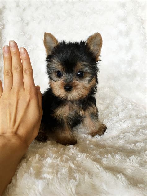 teacup yorkies cheap 300.00.